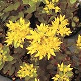 【山野草】光岳キリンソウ