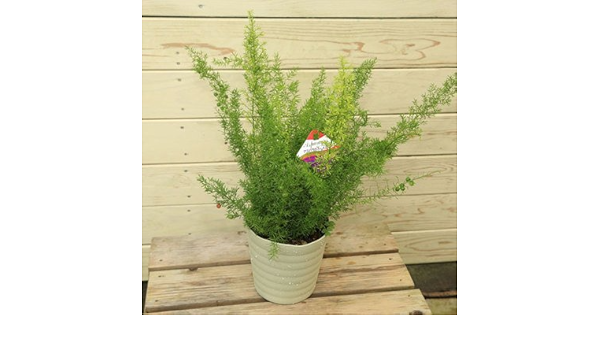 Amazon 観葉植物 アスパラガス 吊り鉢 品種選べます メイリー 観葉植物 オンライン通販