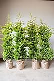[送料無料] 自信の自家生産！ コニファー ゴールドライダー 約120cm 4本セット 生垣 目隠し に オススメ！ 植木 苗木 庭木