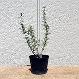 半匍匐性 ローズマリー 10ポットセット