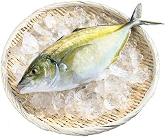 鹿児島県長島町産 シマアジ (約1.0kg・1匹) 鮮魚 高級あじ JFA