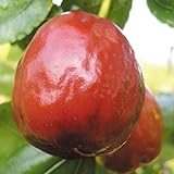 国華園　果樹苗　ナツメ　新疆大棗　1株【※発送が国華園からの場合のみ正規品です】