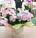 色の変わる あじさい カメレオンホベラ　5号鉢植え かご付き