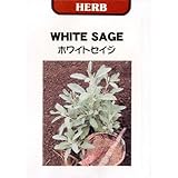 [タネ]ホワイトセージ（セイジ）の種 2袋セット