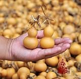 20個の鉱山ナチュラルドライひょうたんボトルひょうたん、4-6.5cmひょうたんミニかわいい