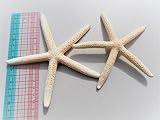 天然素材 大きな ヒトデ XL（スターフィッシュ 約13～１6ｃｍ）２Pセット インテリア ディスプレイ ブライダル 手作り ハンドメイド 素材 工作材料