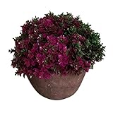 Dovewill 全４色選ぶ　ラッキー　幸運草　植物　家　庭　鉢植え　人工　盆栽　装飾　洗濯できる - 赤