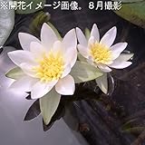 水生植物:ヒツジグサ(羊草) 10.5cmポット仮植え苗【紫桜館山の花屋】