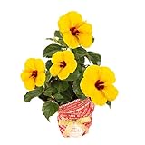 敬老の日 盆栽 フラワーギフト スペシャルシリーズ 敬老の日 盆栽 フラワーギフト【ハイビスカス・イエロー：5号鉢】 定型メッセージカード 産直出荷 お届け先地域によっては別途送料がかかる場合がありま