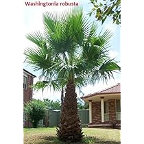 Amazon.co.jp: 【種子】Butia Odorata ◇ブティア・オドラータ