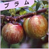 すもも(プラム)苗木 ソルダム