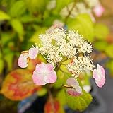 あじさい 苗 ヤマアジサイ 【 清澄沢 （ きよすみさわ ） 】 5号ポット苗 山紫陽花 山アジサイ 庭木 低木