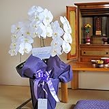 フューネラル胡蝶蘭　3本立　1万円コース　＜　お供え花　お悔やみ花　枕花に　供花に　＞　【お届け日指定ＯＫ】