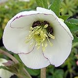 Ｍ＆Ｂフローラ(ミヨシ) 【クリスマスローズ アシュード ローズリップホワイト】 ポット苗