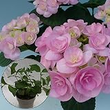 あじさい苗　【エレガンス苗木】　5号鉢　あじさい　アジサイ　紫陽花　花鉢植え　花