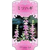 【ラベル のみ】【1000枚】 AC 2型 ミソハギ MISOHAG-001 ポリポット用 名札 アンドウケミカル カ施 代不