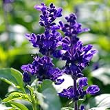 1個100％トゥルーレッドデザートローズ盆栽砂漠は種子バルコニー多年生の花植物アデニウムObesum種子ローズ