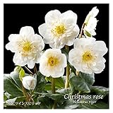 冬咲きクリスマスローズ　HGCツインスピリッツ　13.5cmポット1苗 （2年生苗）