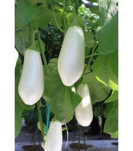 Amazon.co.jp: フィレンツェ茄子苗 3ポット 農薬不使用 : DIY・工具