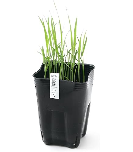 Amazon.co.jp: コシヒカリの苗(稲) こしひかり 1ブロック（5～6本の束