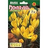 秋植え球根 クロッカス イエロー (543959)