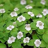 ゴゼンタチバナ3号ポット 2株セット[花水木に似た白花に赤実] ノーブランド品