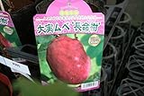 【果樹苗】【接木】 大実ムベ 長命樹 一年生 【送料込価格】