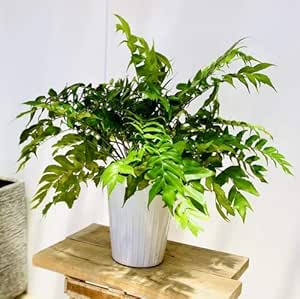 Amazon シダ植物 観葉植物 キルトミウム ファルカツム オニヤブソテツ 陶器鉢 現品 鉢