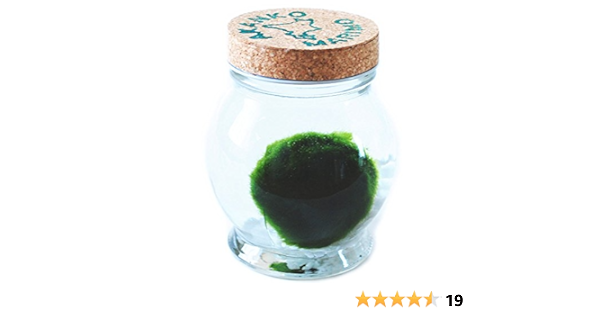 Amazon 天然まりも１個入り ノーブランド品 生体水草 通販