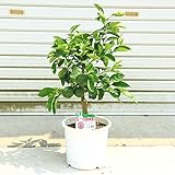 苗木・果樹・植木・庭木：カボス（かぼす）／臭橙、香母酢
