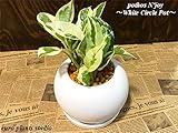 ポトス・エンジョイ / パーフェクトサークル・ブラック / Pothos N'joy / Perfect Circle Black / イテリア観葉植物/鉢植え