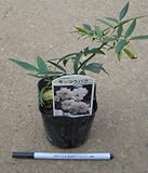 白花　モッコウバラ （木香薔薇） 八重咲き