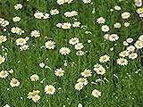 【1年間枯れ保証】【ハーブ】ローマンカモミール/コンパニオンプランツ　9.0cmポット