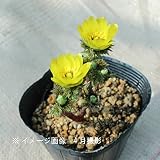 山野草:ミチノクフクジュソウ(陸奥福寿草) 10.5cmポット1～2芽植え苗【希少】【紫桜館山の花屋】
