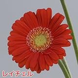 宿根ガーデン ガーベラ ガルビネア【レイチェル】1株 1株植えれば十分!開花期間も長く毎年簡単に楽しめます!