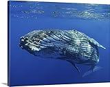 M Swiet Productionsプレミアムシックラップキャンバス壁アート印刷題名ハワイ、マウイ、海の近くにザトウクジラのクローズアップの表面 40" x 30" 1404659_24_40x30