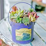 多肉植物 寄せ植え taniku フルーツビンテージ缶 ラウンド Lサイズ ( フレッシュ グレープ 柄 )