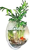 SACHI 壁掛け アクアリウム 観葉植物 を入れて インテリア にも ( クリア ,　小 )