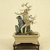 楓 / カエデ 小葉性 石付 鉢ニュー有（小品盆栽） 【雑木盆栽】いよじ園