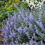 キャットミント：シックスヒルズジャイアント3号ポット6株セット