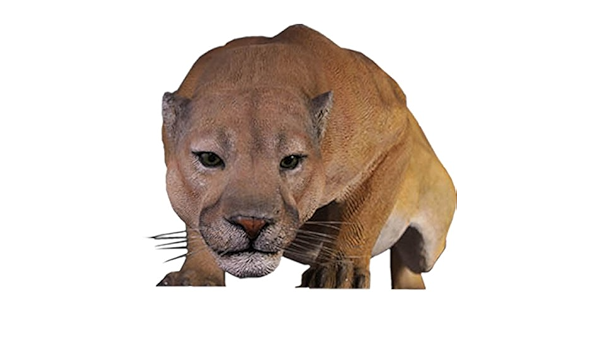 Amazon Co Jp Frpアニマルオブジェ クーガー 置物 動物 ピューマ 豹 ヒョウ 動物園 店舗 カフェ 喫茶店 レストラン 飲食店 インテリア イベント ディスプレイ 実物大 等身大 リアル ホーム キッチン