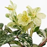 松村園芸さんのクリスマスローズ（原種系）：リビダス　カレイドスコープ　エメラルド3号ポット ノーブランド品