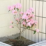 庭木：ツツジ（春一番）