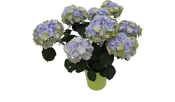 Amazon 夏色 秋色keikoブルー8号鉢 さかもと園芸 達人のアンティークあじさい 母の日 あじさい アジサイ 紫陽花 花鉢植え 花 ギフト プレゼント 贈答品 観葉植物 オンライン通販 Amazon 夏色 秋色keikoブルー8号鉢 さかもと園芸 達人のアンティークあじさい 母の日 あじさい アジサイ 紫陽花 花鉢植え 花 ギフト プレゼント 贈答品 観葉植物 オンライン通販