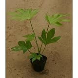 ヤツデ苗 3.5号ポット