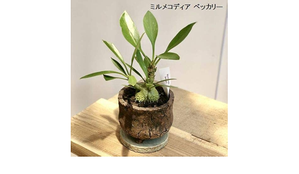 Amazon Co Jp 塊根植物 観葉植物 アリ植物 鉢植え 受皿付 ベッカリー ホーム キッチン