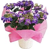 さかもと園芸　達人のあじさい　【フェアリーラブブルー】　5号鉢　母の日　あじさい　アジサイ　紫陽花　花鉢植え　花　ギフト　プレゼント　贈答品