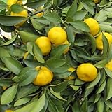 福来（ふくれ）みかん4～5号ポット[12月収穫　耐寒性強く縁起のよい名前の柑橘苗木] ノーブランド品