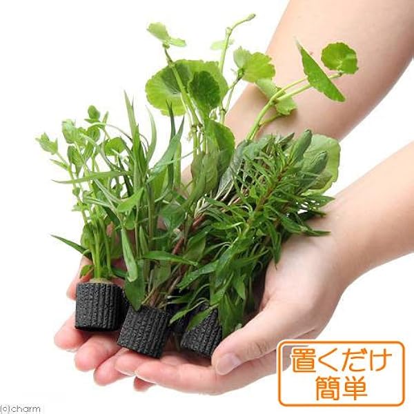 水草 置くだけ簡単 マルチリングブラック 黒 おまかせ有茎草５種 水上葉 無農薬 計５個 北海道航空便要保温 Charm チャーム 生体水草 通販 Amazon