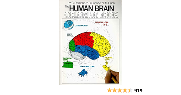 Amazon The Human Brain Coloring Book Coloring Concepts Diamond Marian C Scheibel Arnold B Neuroscience